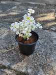 Продавам почвопокривно растение Cerastium tomentosum