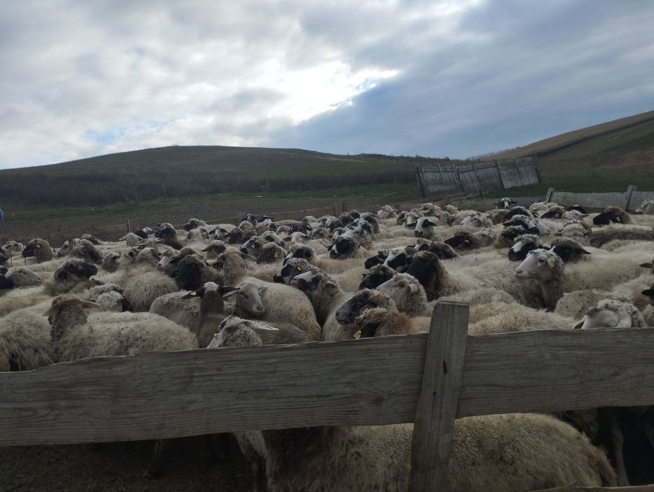 Vând 60 mioare la prima fătare