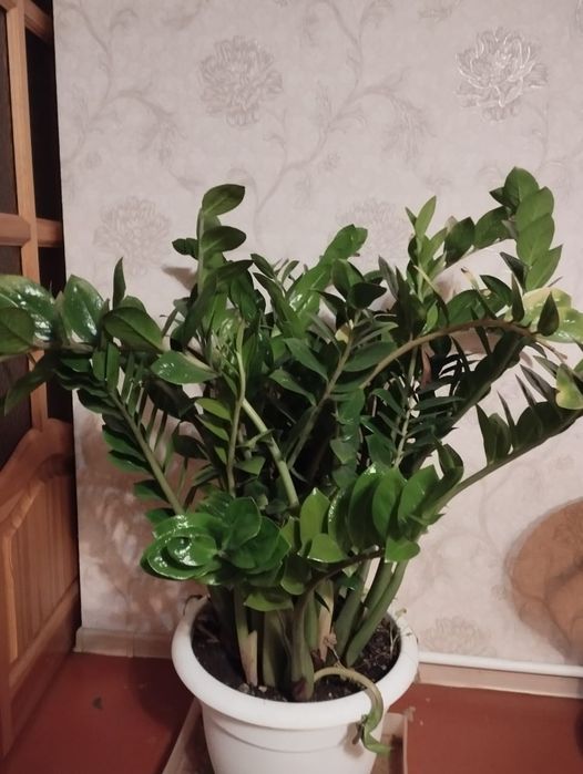 Продам.     цветы