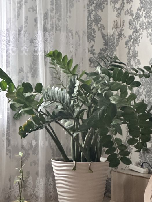 Продам цветок доллар