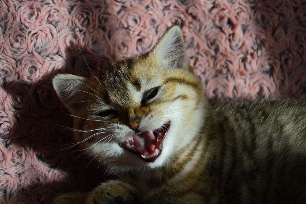 Златни и сребърни чинчили