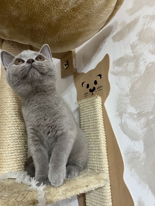 British shorthair baietel lilac