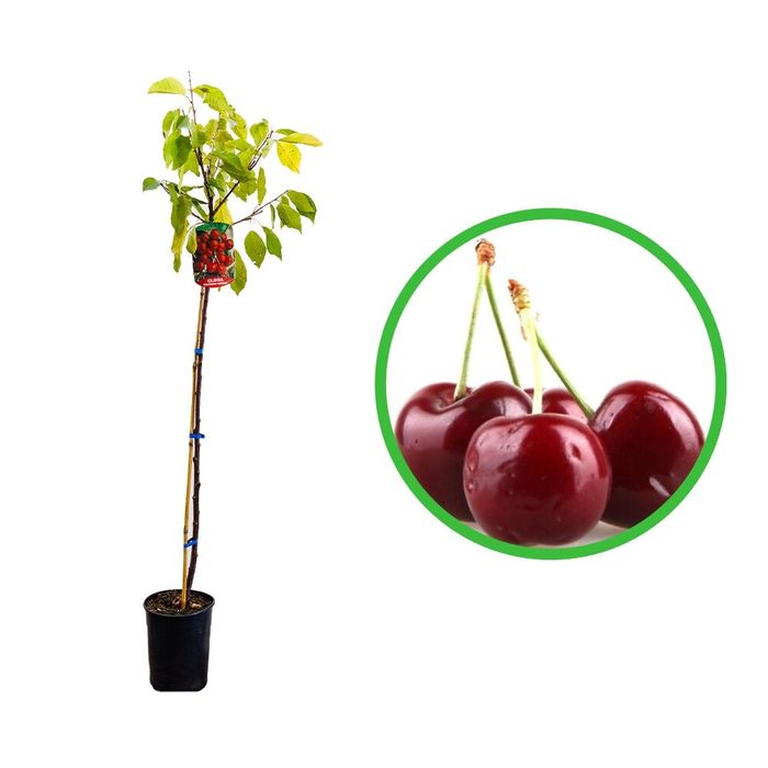 Pomi Fructiferi la Ghiveci ( CIRES)