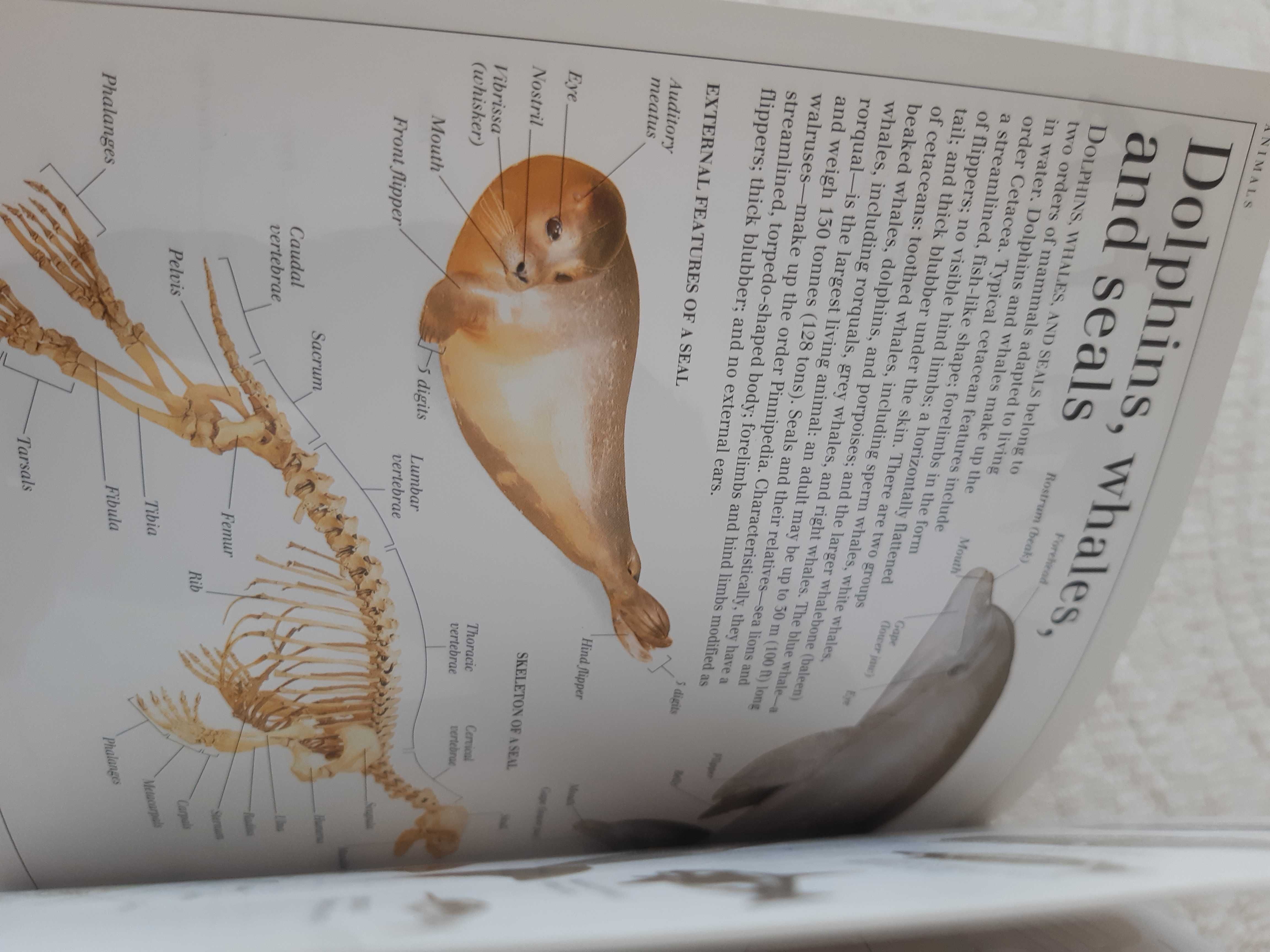 Pocket Visual Dictionary
