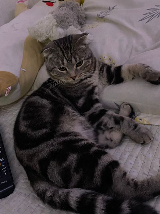 кот вислоухий породистый