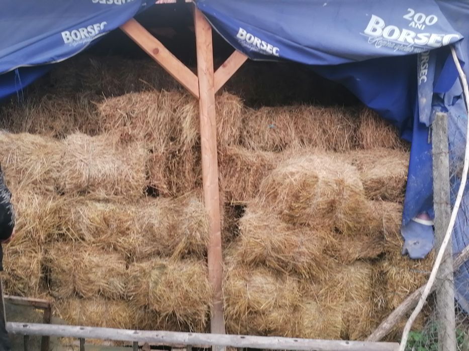 Vand baloți de fân si baloți otravă
