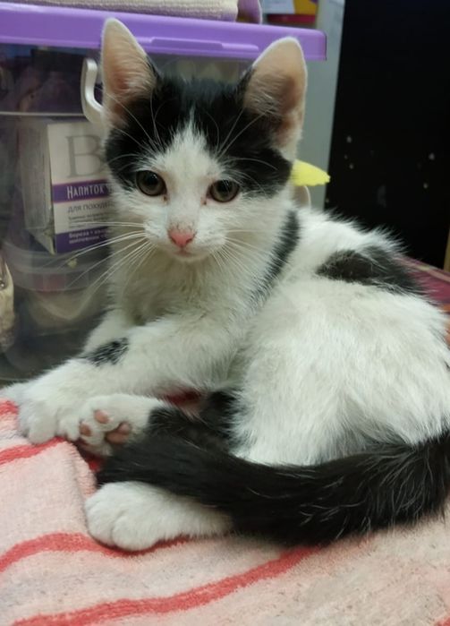 Отдам в хорошие руки