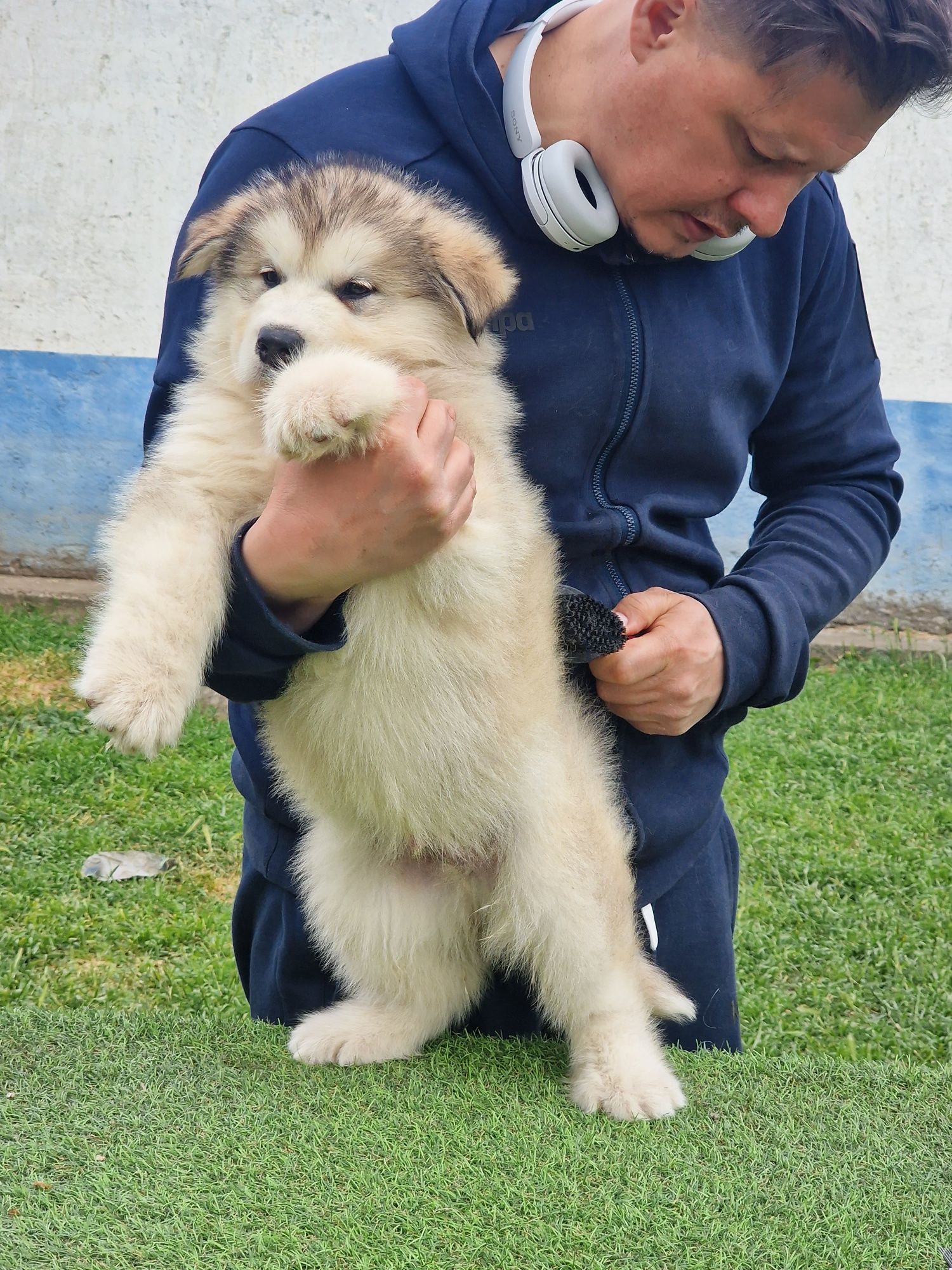 Alaskan Malamute Mascul - Calitate de Top, Linii de Campioni Mondiali