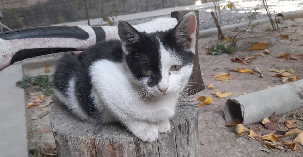 Одам котят в добрые руки домашний приучены