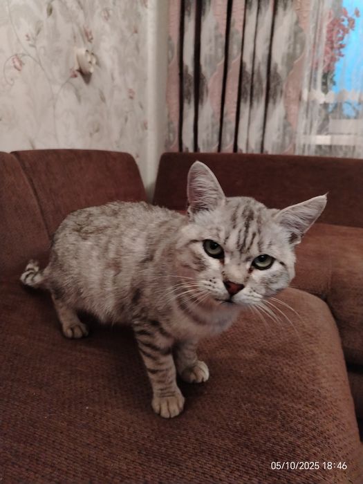 Кот британец ищет дом. в добрую, заботливую семью.
