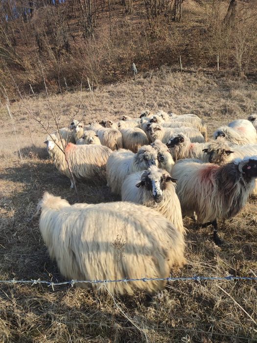 Vând 30 de oi turcane