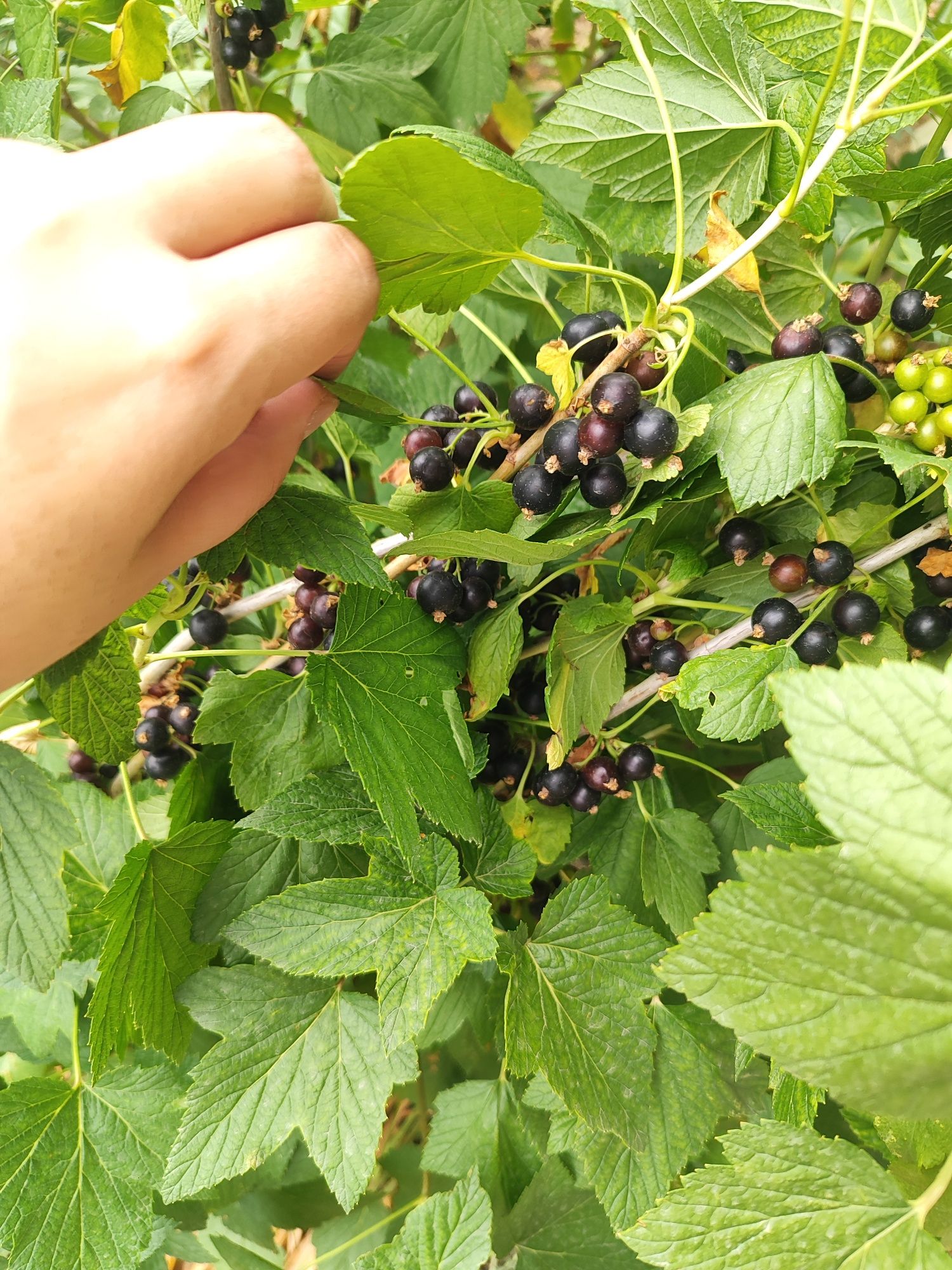Продам куст смородины