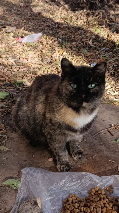 Стерилизованная кошечка Лиза ищет дом.