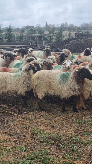 Oi breze și carabase