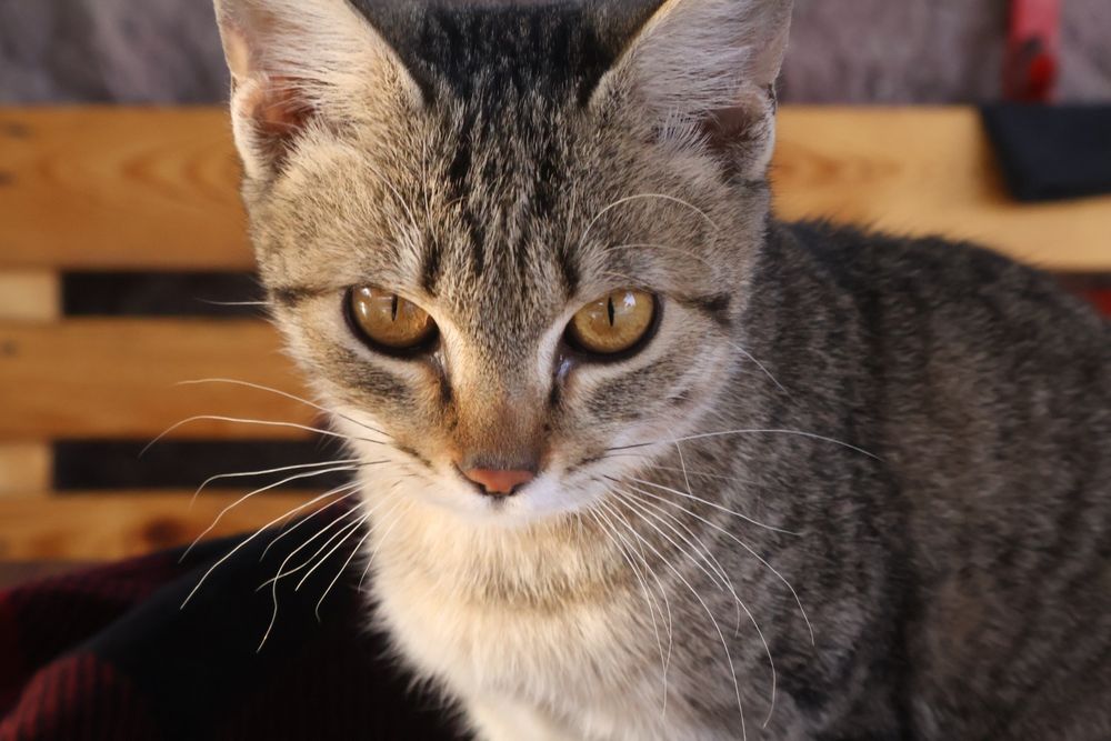 Чарын ищет новый дом