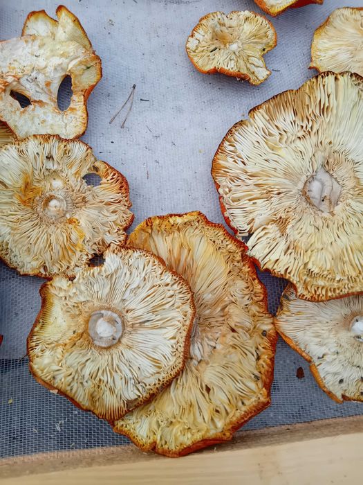 Сушени червени мухоморки