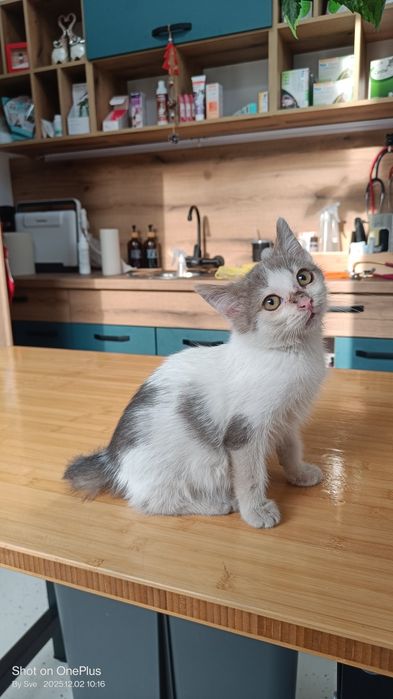 Неко - шепа любов