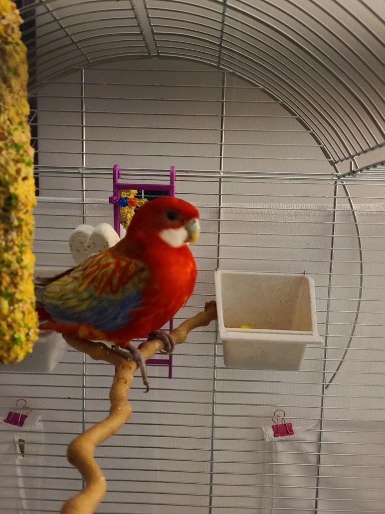 Rosella de vanzare