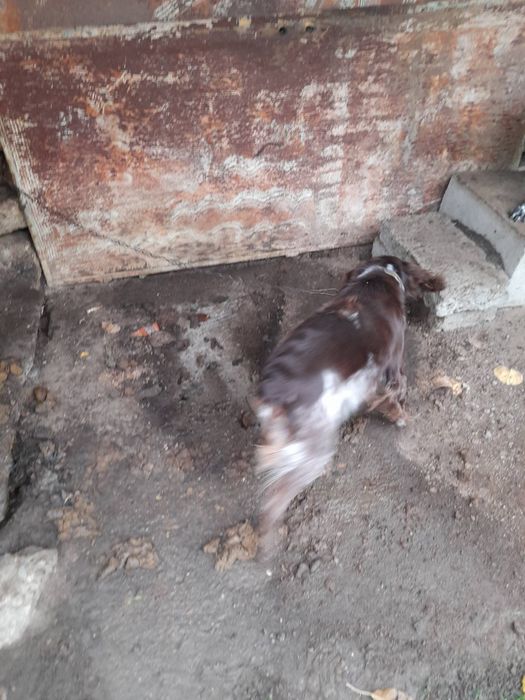 Чистокръвен бретон шпаньол