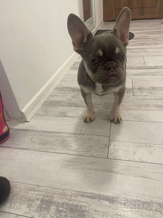 Френски булдог лилак тан