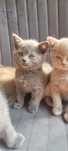 Pisici British Shorthair
