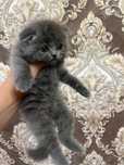 Скотиш фолд девочка