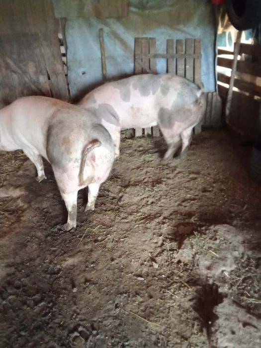 De vânzare oi grasee