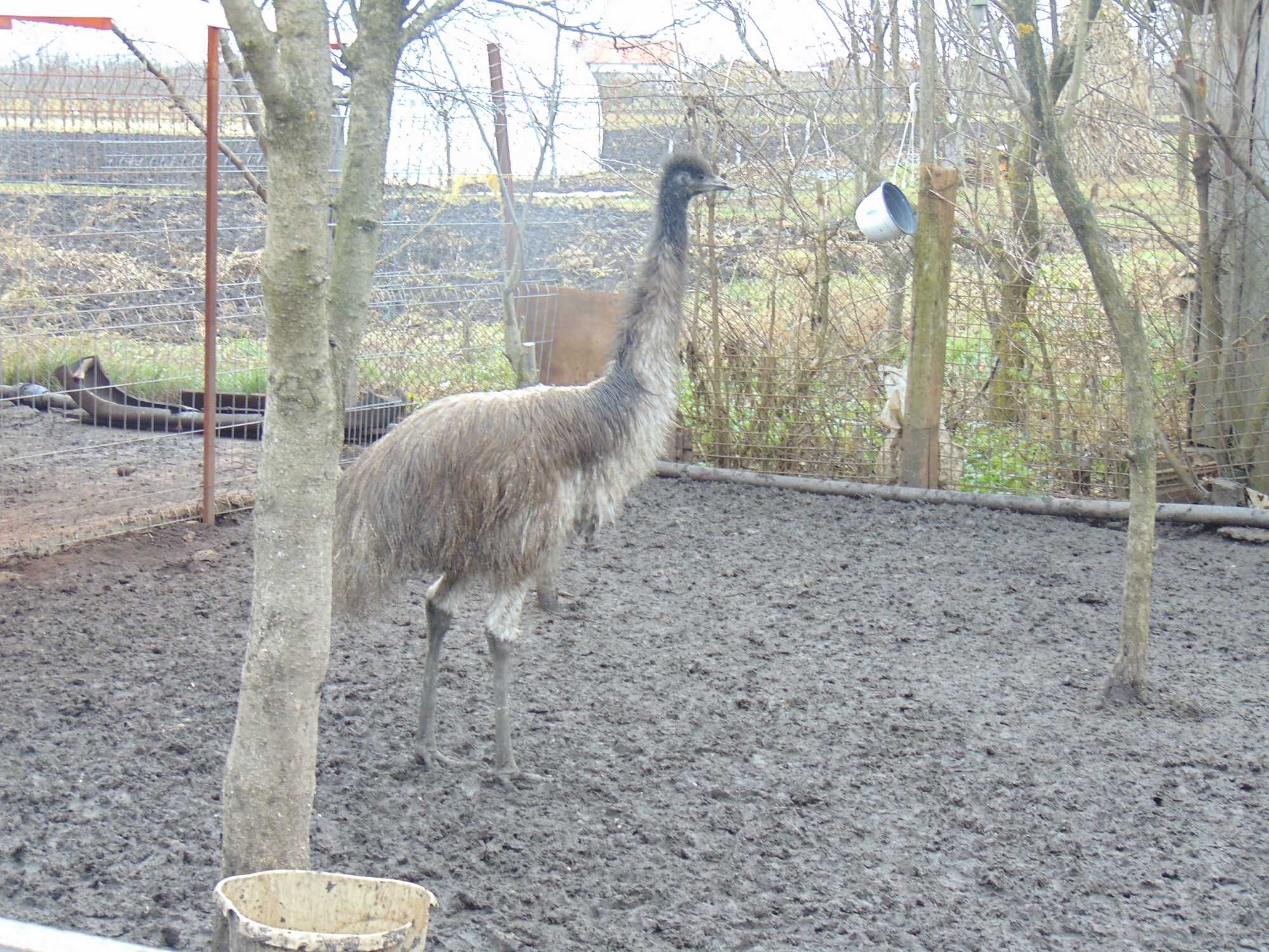 Struti Emu de 8 lunii de vinzare