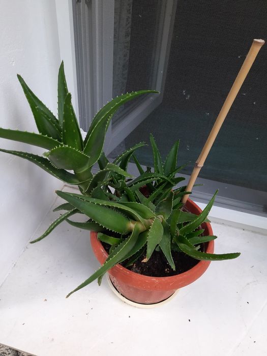 Алое х дилаетии Радл