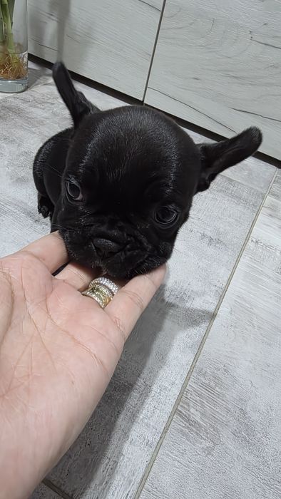 Femela Bulldog Francez