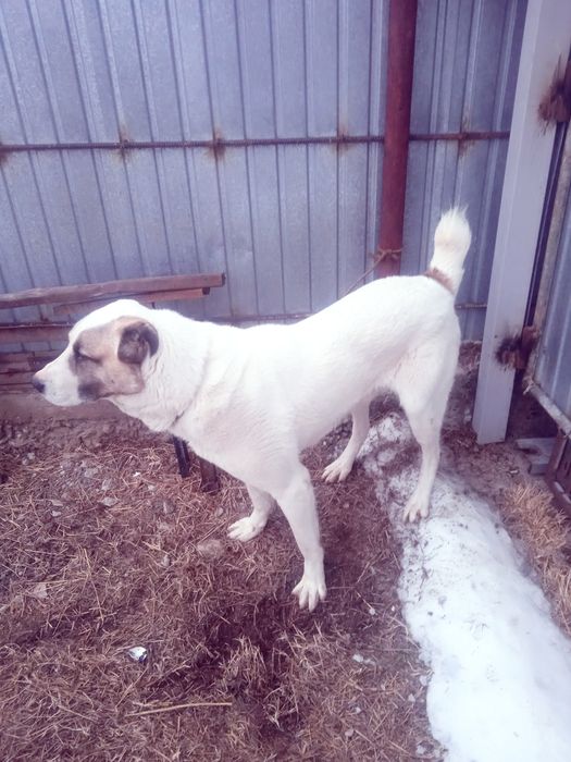 Продается собака алабай