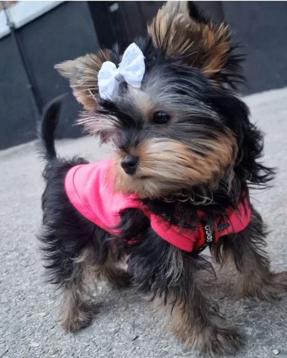 Йоркширский терьер!Бронирование!