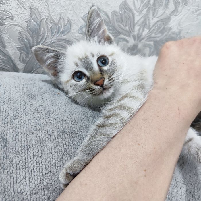 Белоснежная и сиамская котята девочки.