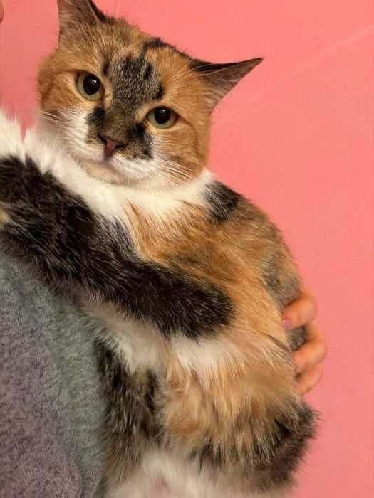 Отдам кошку, стерилизованная