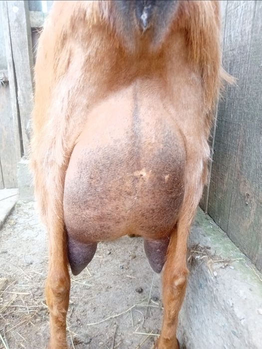 Vand 3 iede surori din capra alpina