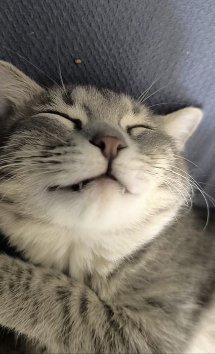 Отдам котенка в добрые руки