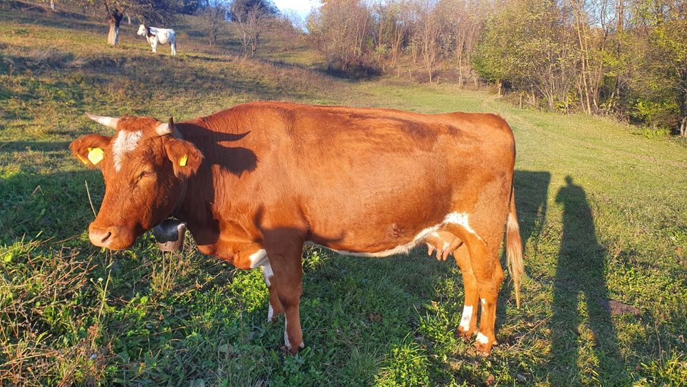 Vând vaca  gestanta în 5 luni