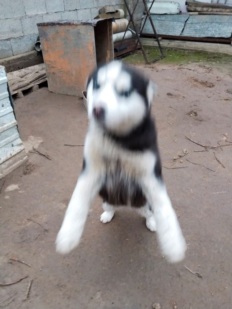 Хаски 4 айлық арыс