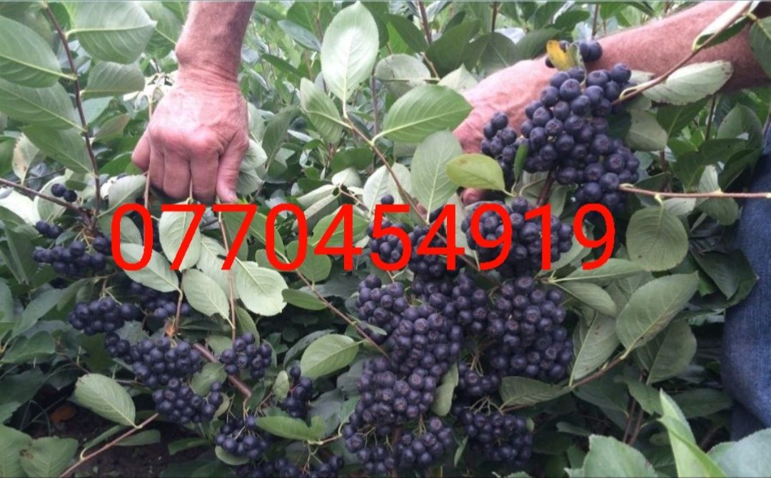 Vând butasi aronia Nero de 3 ani