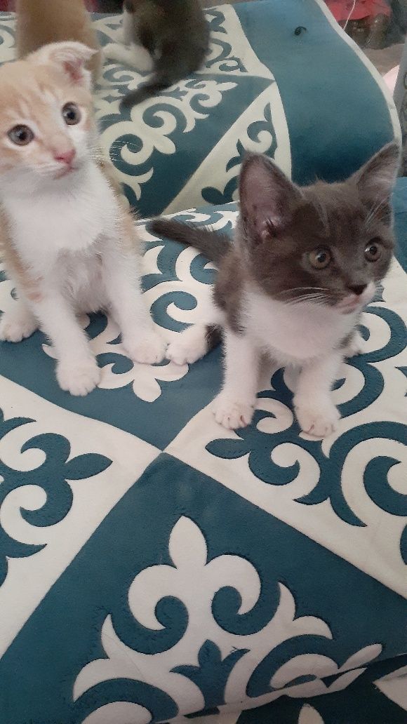 Продается котята милые