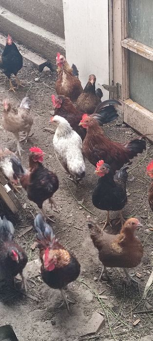 Găini americane pitici