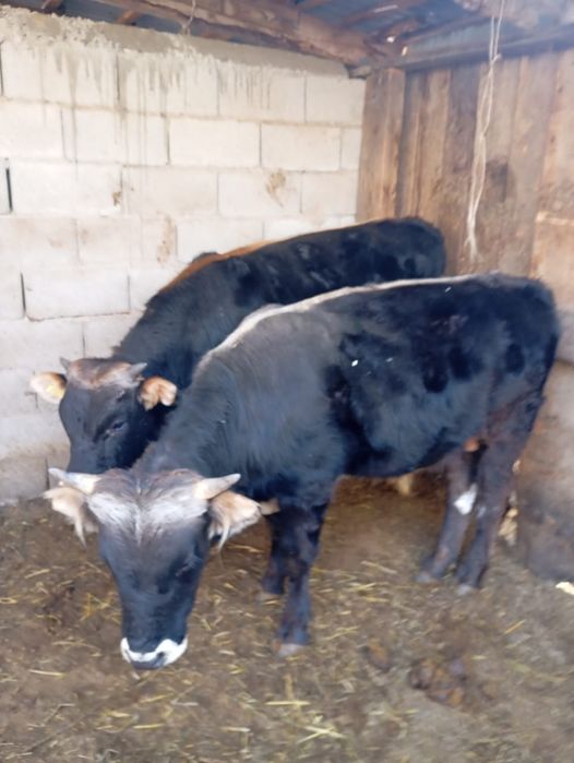 Продам двух бычков