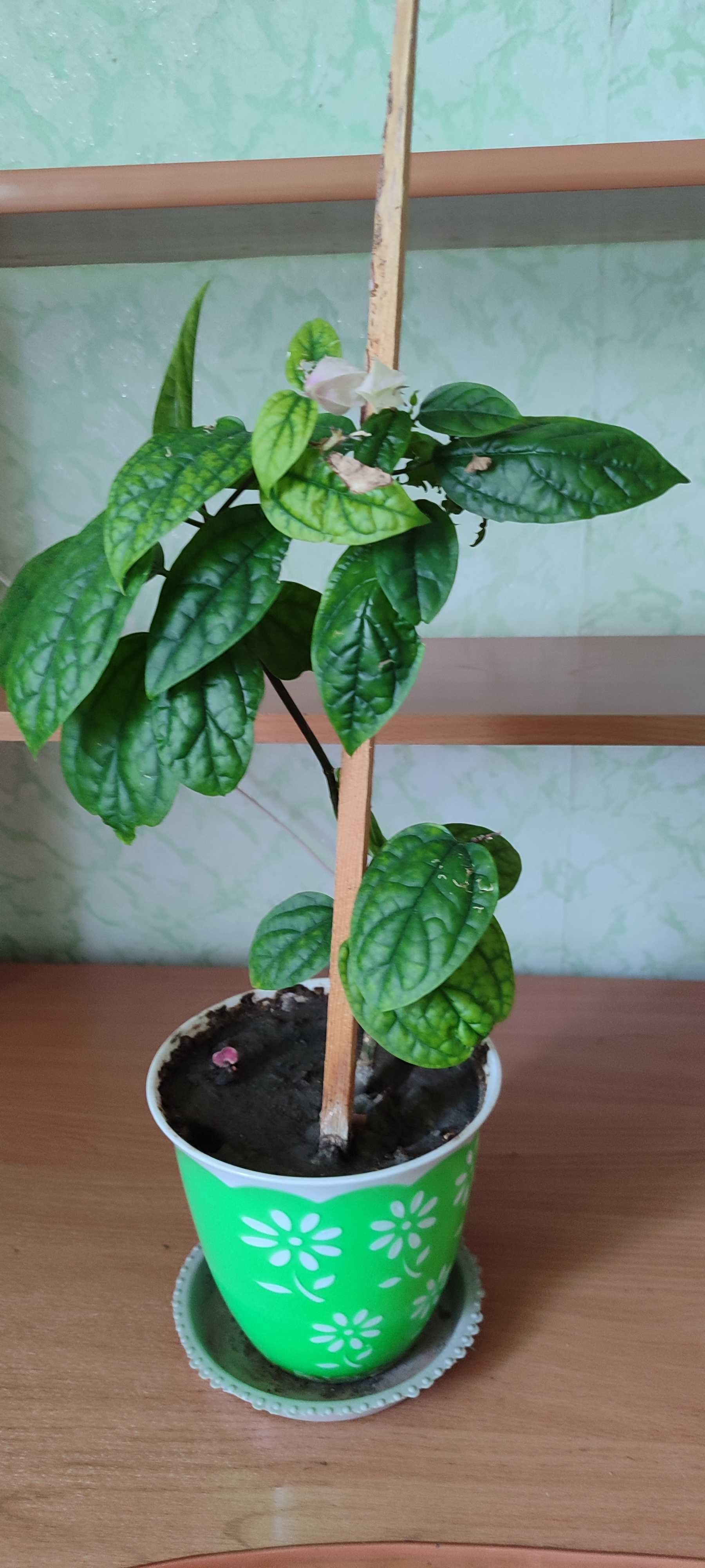 Продам растение клеродендрум