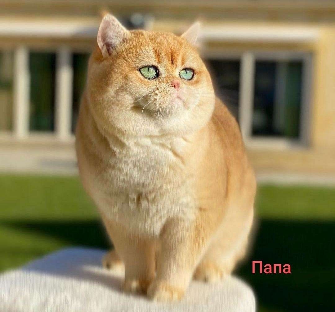 Шикарные мальчики тикированные шиншиллы