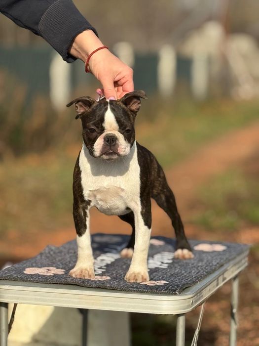 Boston Terrier pui femela