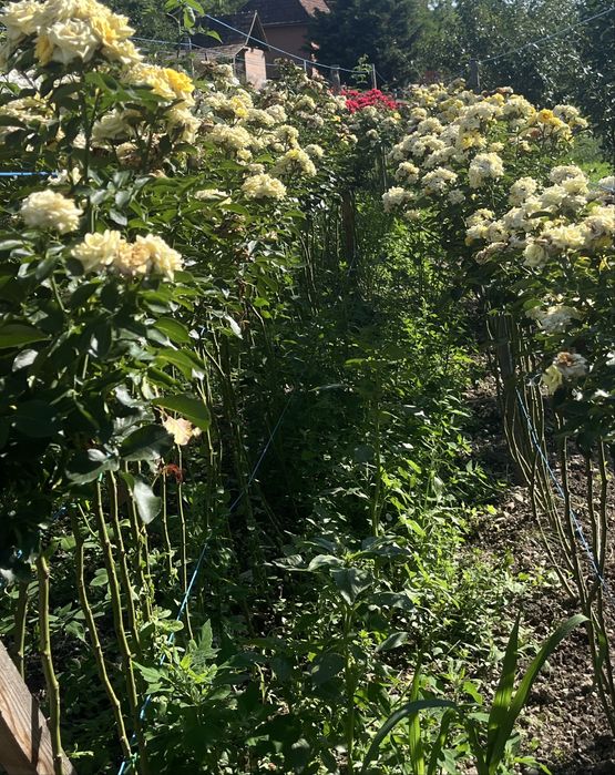 Trandafiri tip pomisor