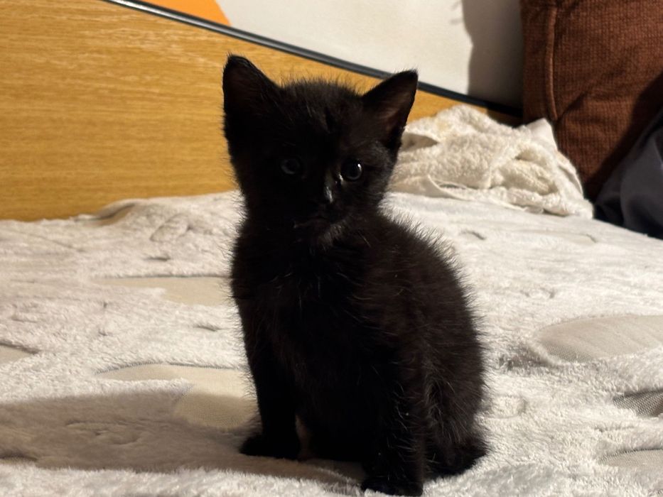 Motanei pentru adoptie