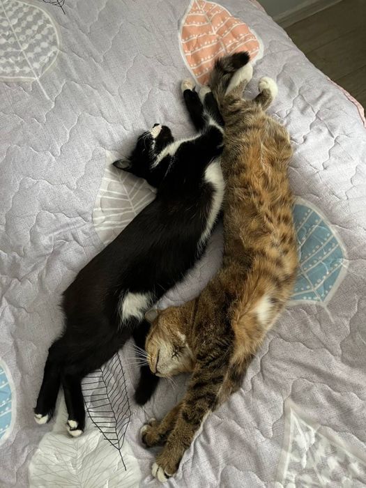 отдам кошек ласковые очень