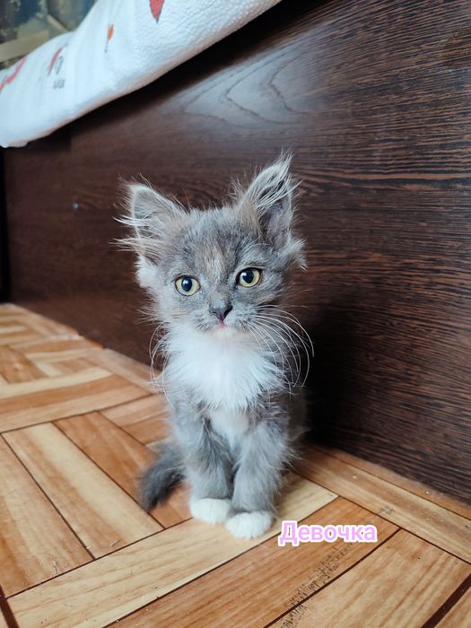 Котята ищут дом, бесплатно
