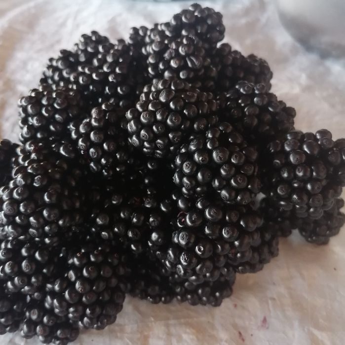 Сироп от бъзак по рецептата на Петър Димков